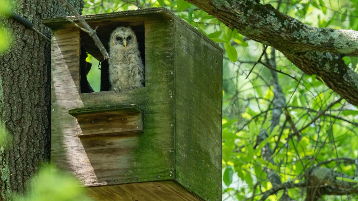 How to Build an Owl’s Nest Box for Your Yard (and Why You Should)