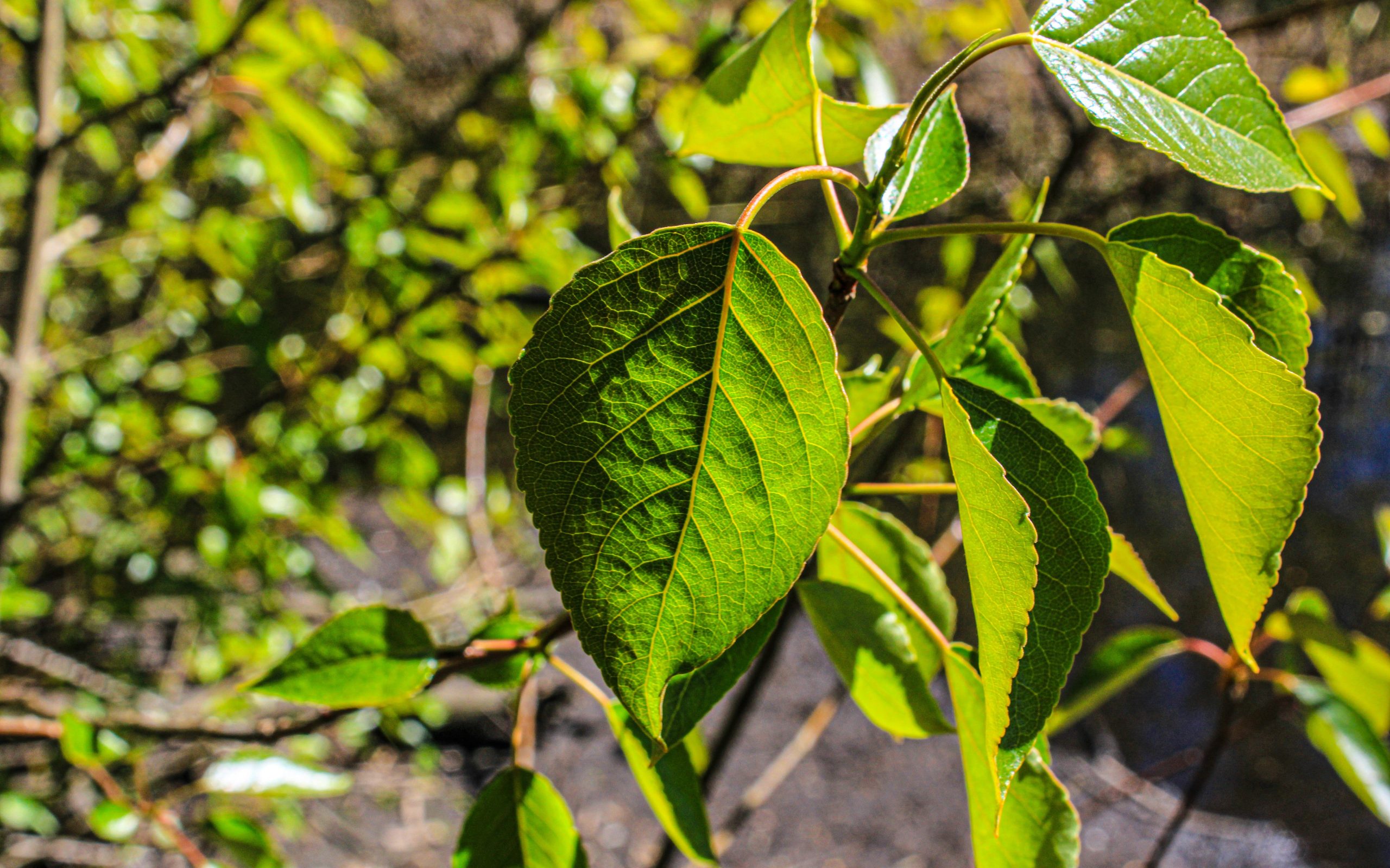 Interview About Navigating Cloud-Native Ecosystems – DZone